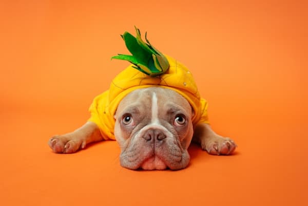 Give your pet the care they deserve